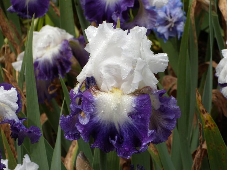 Bearded Iris Bulb - Alsea Falls - Blue Violet & White - Preorder for Fall 2025 - Easy to Grow Perennial - Iris germanica