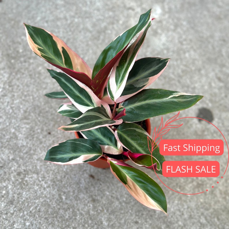 Stromanthe Triostar Large Starter Plant | Rare Tricolor Houseplant | Tropical Indoor Plant | Stromanthe sanguinea