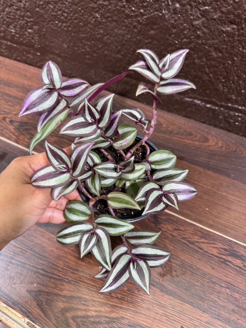 jew plant indoor Wandering Jew Plant 4" Pot Rare Pink Silver Tradescantia Hardy Easy Care Indoor Houseplant