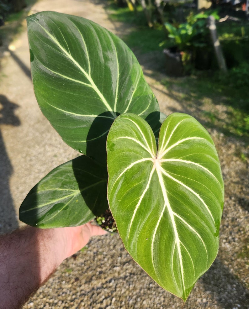 Philodendron Gloriosum Live Plant - Tropical Green Houseplant - Philodendron gloriosum