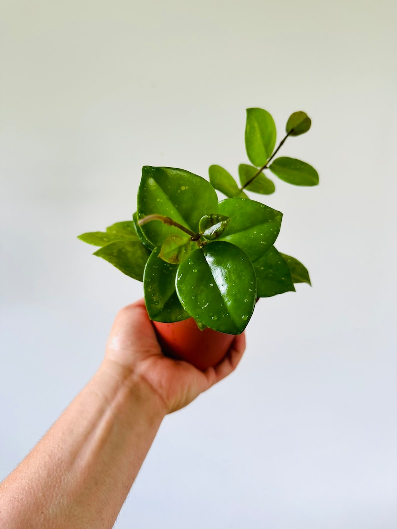 Hoya Plant 4" Pot Freckles Splash Hoya carnosa ‘Freckles Splash’ Variegated Low Maintenance Houseplant