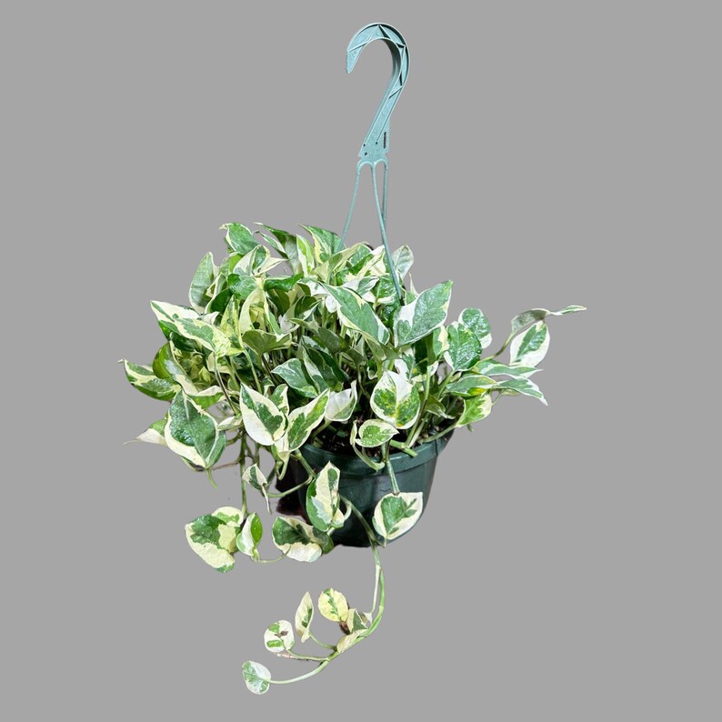 N'Joy Pothos Plant in 8" Hanging Basket - Low Light Indoor Plant - Epipremnum aureum 'N'Joy' - Perfect for Terrariums & Offices