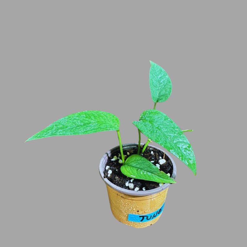Cebu Blue Pothos Plant in Nursery Pot | Epipremnum Pinnatum 'Cebu Blue' | Rare Indoor Houseplant for Gifts