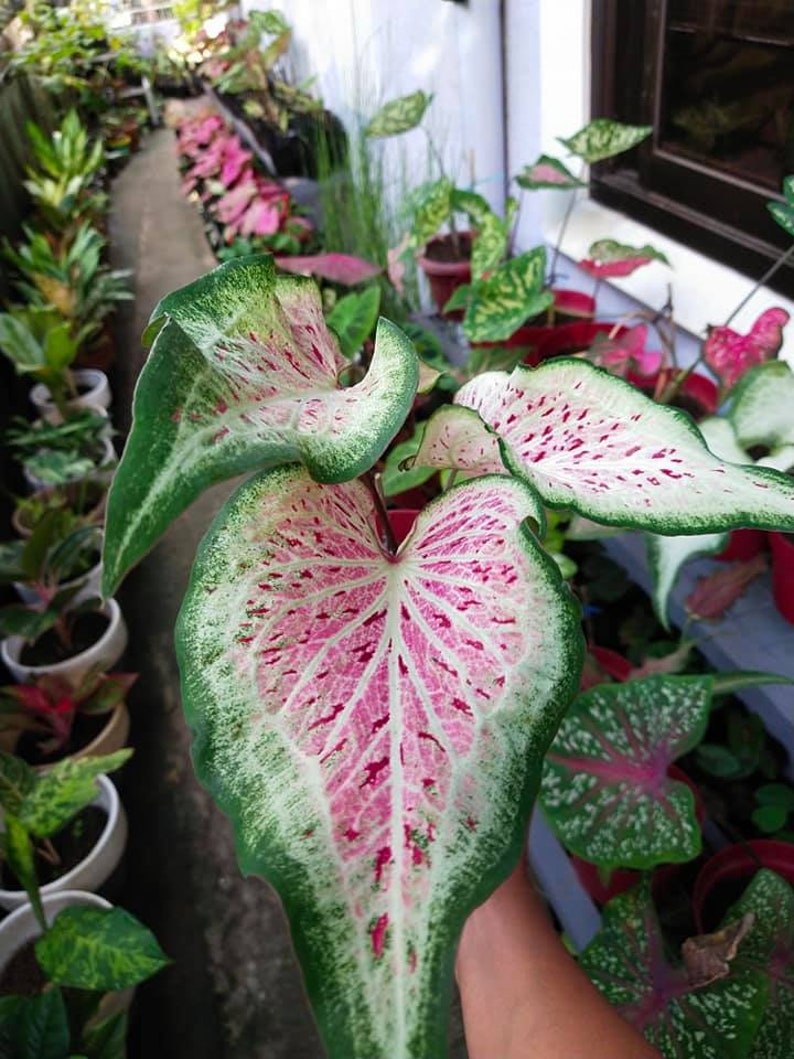 Daydreamer Caladium Bulbs (2) - Colorful Indoor/Outdoor Perennial - Caladium bicolor - Unique Pink and Green Foliage