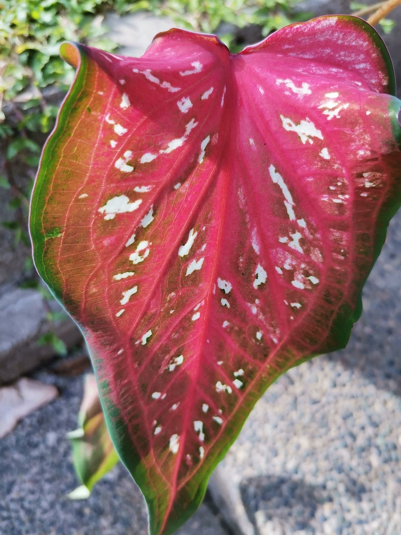Pink Panther Caladium Bulbs (2 Pack) | Red & Green Leaves with Dark Red Veins | Sun & Shade Tolerant | Caladium bicolor