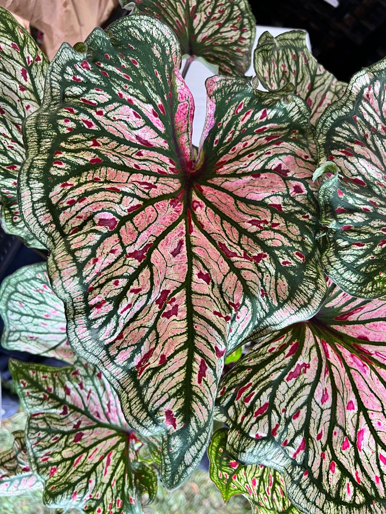 Caladium Bulbs (2 Pack) - Spicy Lizard Variety - Unique White Leaves with Green Veins - Caladium bicolor