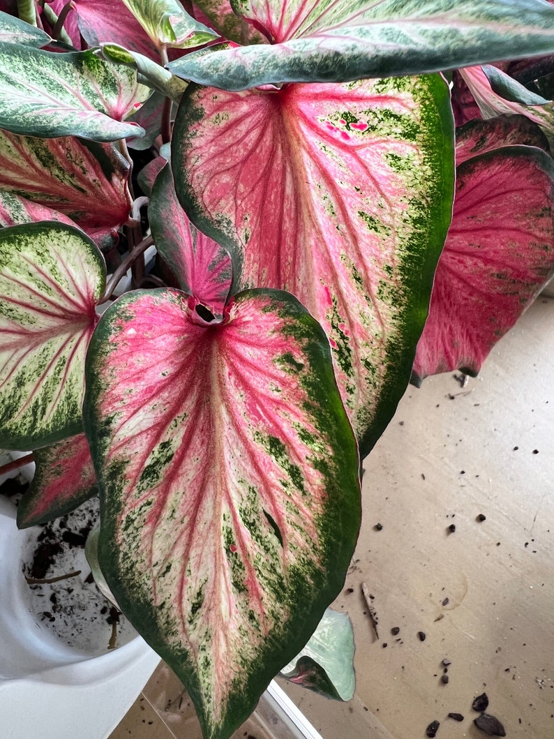 Blushing Bride Caladium Bulbs (2) - Pink Leaves with White Veins - Easy-to-Grow Perennial Plant - Caladium bicolor