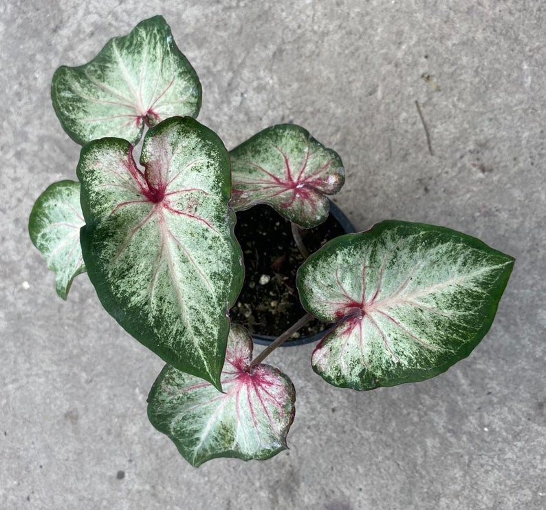 Caladium Bulbs (2 Pack) - White Star Strap Leaf - Easy to Grow Indoor/Outdoor Perennial - Caladium White Star