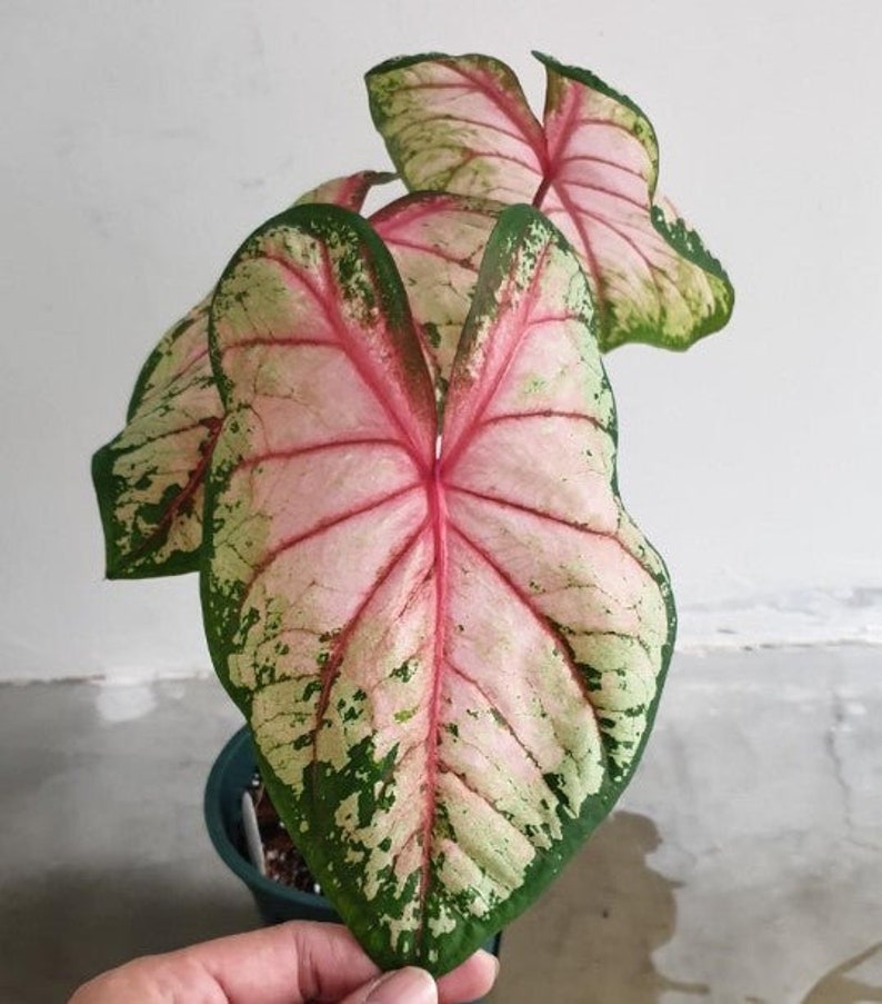 Cherry Blossom Caladium Bulbs Size #1 (2 Bulbs) - Heart-Shaped Pink Leaves - Colocasia 'Cherry Blossom' - Preorder Spring 2025