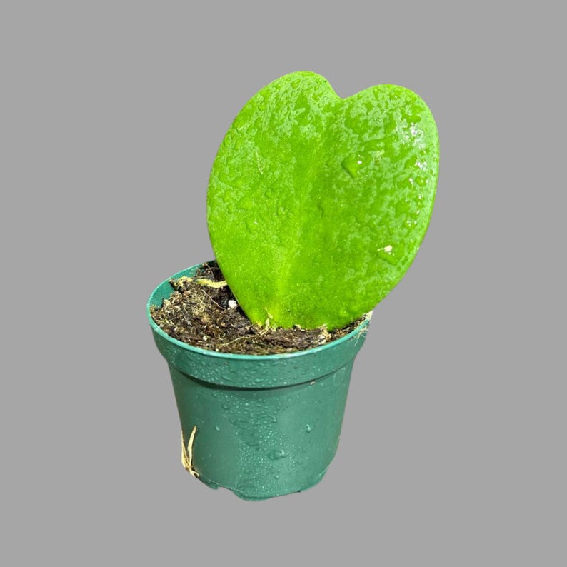 Hoya Kerrii Heart Succulent - Live Plant - Heart-Shaped Leaves - Sweetheart Hoya - Low-Maintenance Indoor/Outdoor Plant