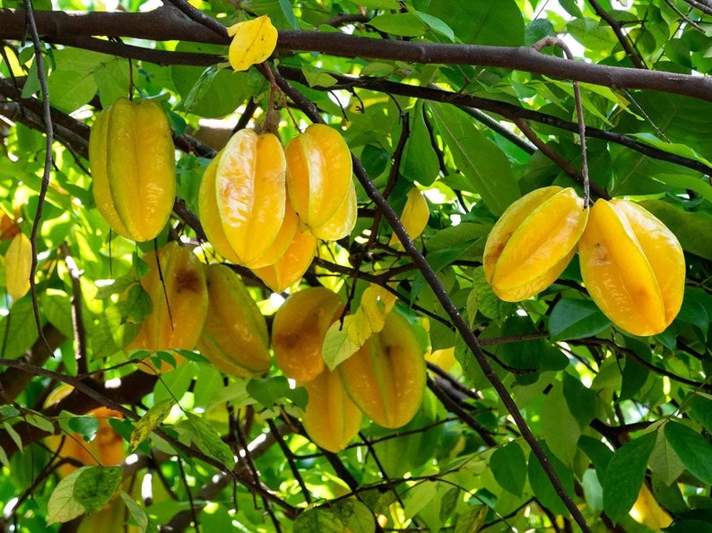 Star Fruit Live Plant - Averrhoa carambola - Outdoor Grown - Minor Blemishes - Tropical Fruit Plant for Home Garden