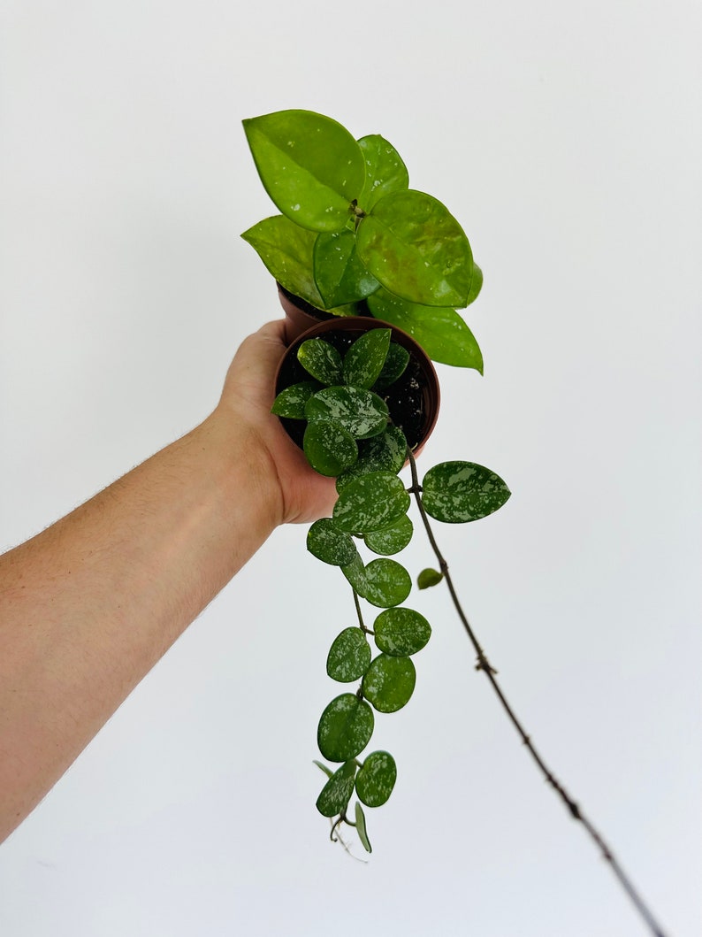 Rare Hoya Assortment 3” Pots - Hoya Carnosa Freckles Splash & Hoya Mathilde Splash - Live Houseplants for Collectors