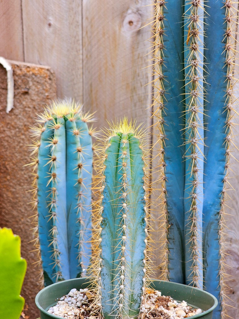 Blue Torch Cactus | Pilocereus pachycladus | Vivid Bluish Color