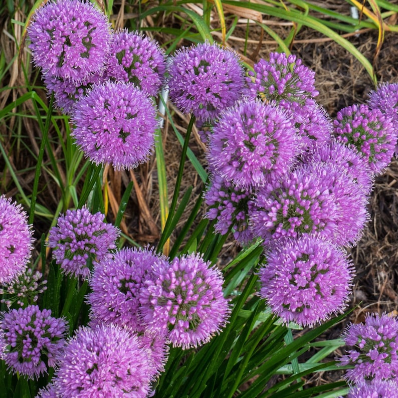 Ornamental Onion Live Starter Plant - Allium 'Millenium' - Rose-Pink Flowers - Hardy Zones 5-9 - Pollinator Friendly