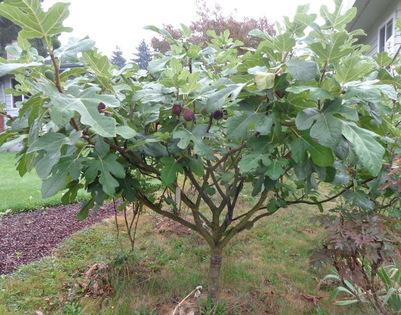 Ficus Carica Fig Tree - Edible Live Plant - Outdoor Grown - Minor Blemishes - Perfect for Home Gardens