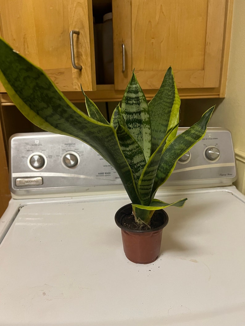 Sansevieria Snake Plant 12" - Yellow Variegated Live Plant in 4 Inch Pot - Sansevieria trifasciata