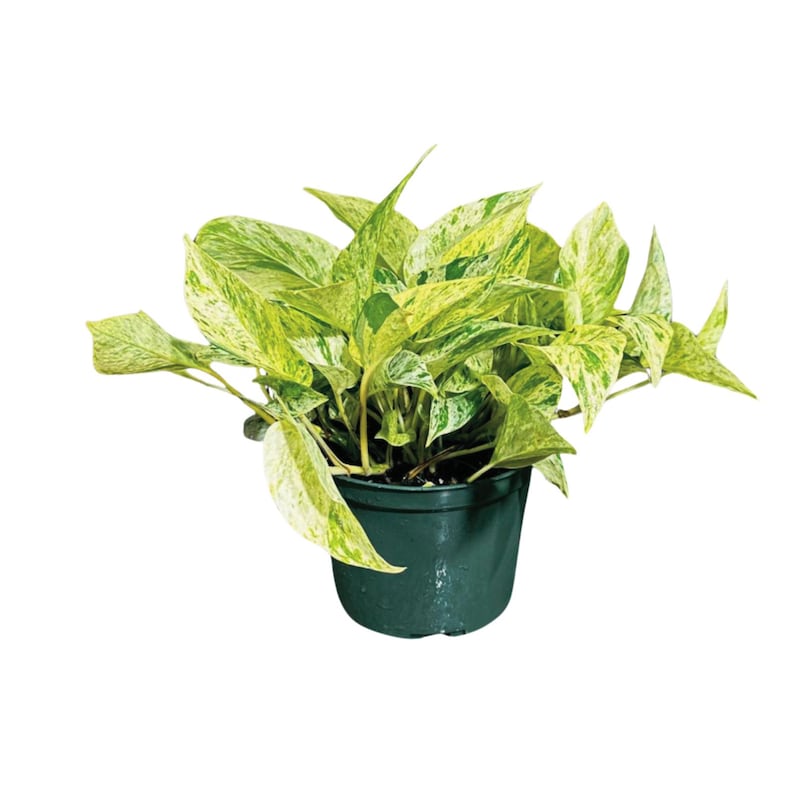 snow queen indoor plant Epipremnum aureum 'Marble Queen' Pothos (4" Pot)