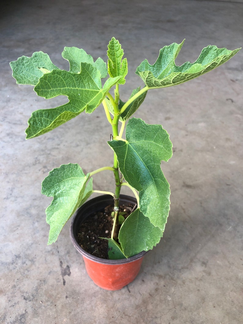 Fig Tree Live Plant 4” Pot Dottato (Kadota) Large Fruit, High Yield, Cold Resistant - Perfect for Home Gardening