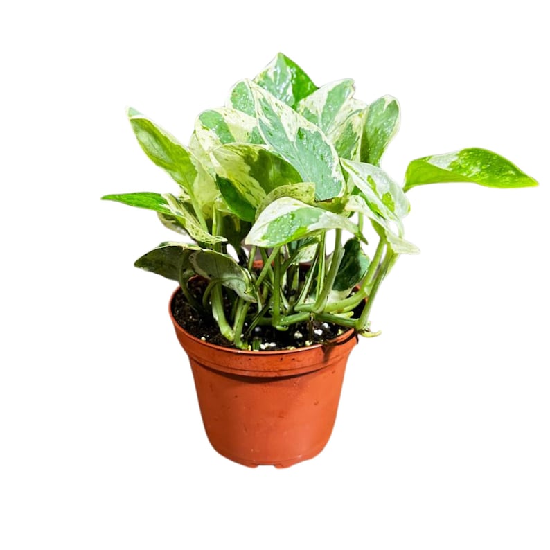 pothos n joy variegated N Joy Pothos - Epipremnum aureum - 4" Pot