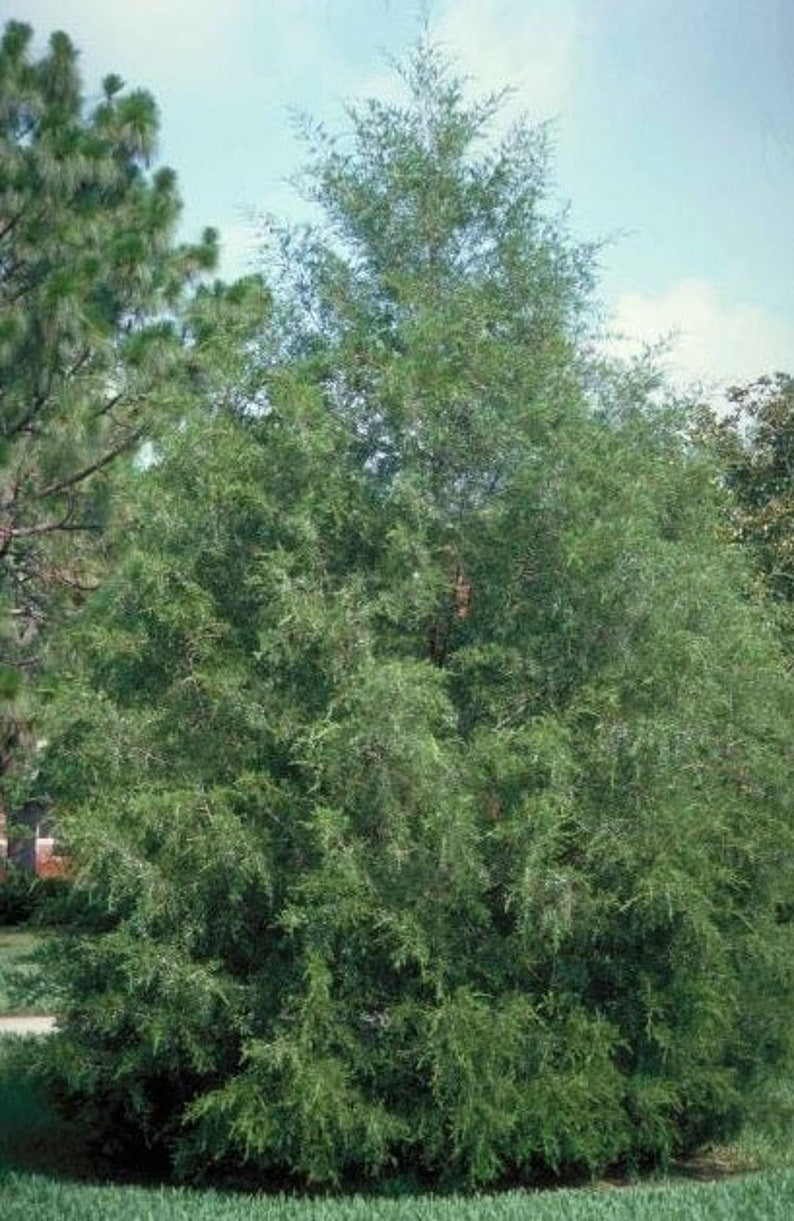 Southern Red Cedar Tree - Juniperus silicicola - Fast-Growing Pyramidal Evergreen for Privacy Screens and Windbreaks