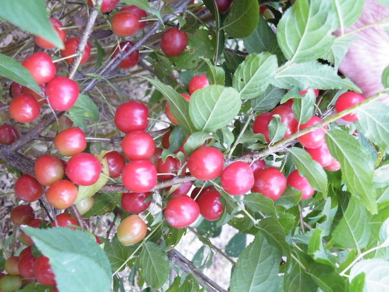 Nanking Cherry Bush Plant - Rooted, Red Fruited, Tart/Tangy - Prunus tomentosa - Zones 4-8 - Edible Fruit for Fresh Eating & Preserves