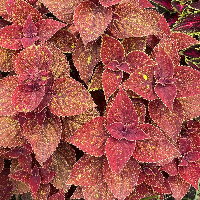 Coleus Live Starter Plant, 3-5” Moondust Variety, Vibrant Ornamental Foliage, Unique Leaf Patterns, Non-GMO, Great for Indoor/Outdoor