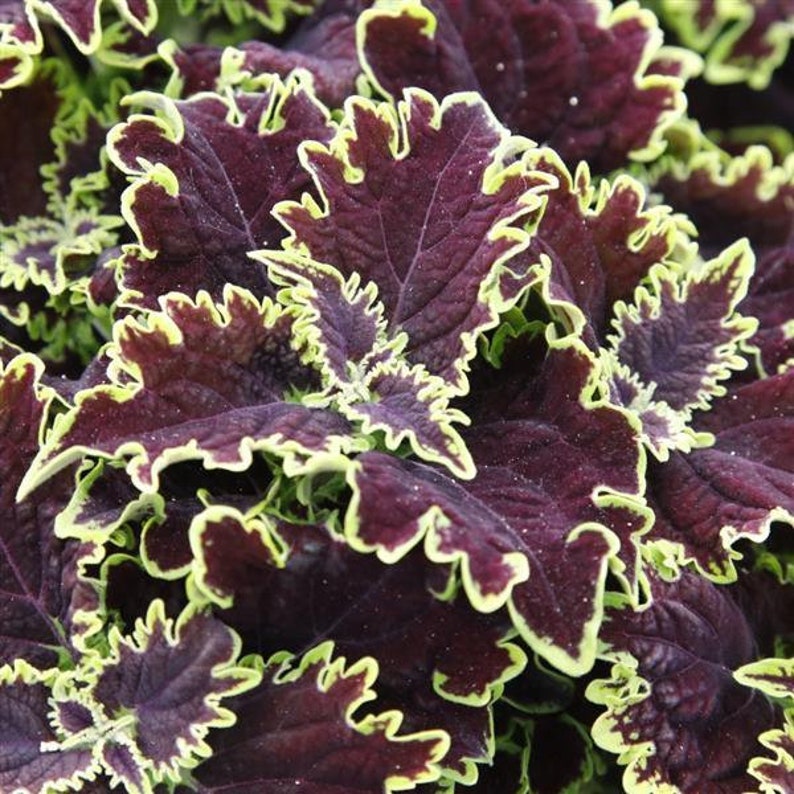 Coleus Starter Plant, 3-5” Vibrant Lombard Street, Deep Chocolate Leaves with Green Edges, Solenostemon Scutellarioides, Indoor/Outdoor