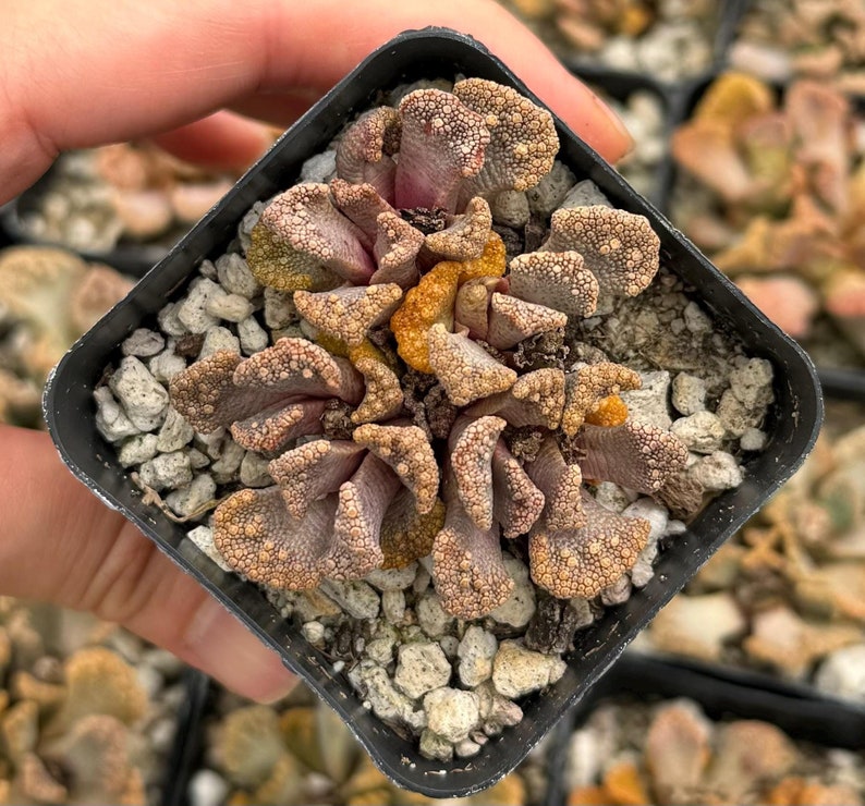 Titanopsis calcarea Succulent | 2" Concrete Leaf Jewel Plant | Rare South African Species | Unique Textured Leaves
