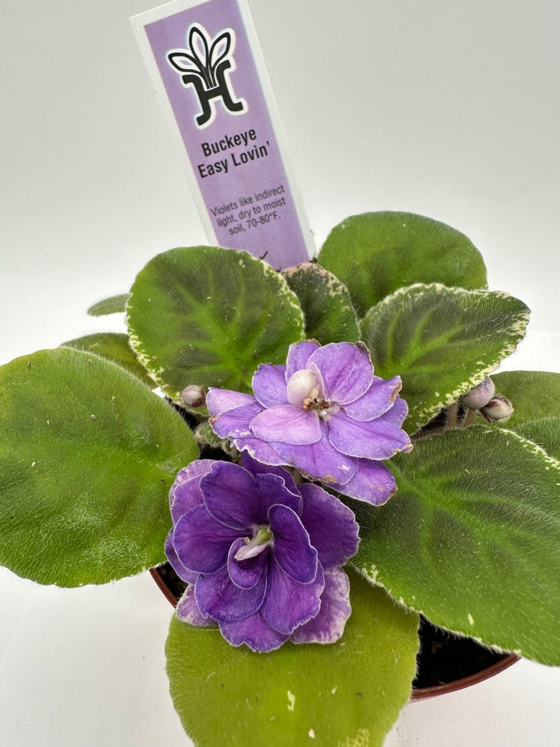 Live African Violet 4" - Buckeye Easy Lovin - Vibrant Blooming Plant - Saintpaulia