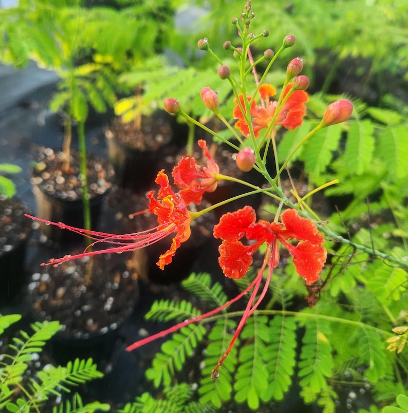 Royal Poinciana Live Plant - Delonix regia - Outdoor Grown - Minor Blemishes - Tropical Flowering Tree