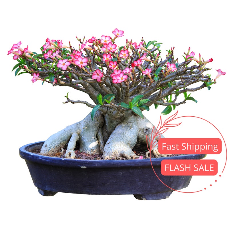 Desert Rose Plant | Large Adenium Obesum | Blooming Cactus Succulent | Starter Houseplant for Beginners | Sun Loving