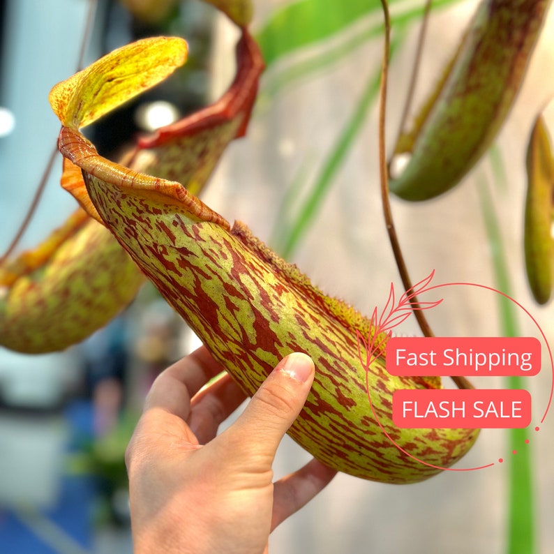 Nepenthes St Gaya Large Starter Plant | Rare Carnivorous Pitcher Plant | Indoor Bug-Eating Plant | Nepenthes Gaya