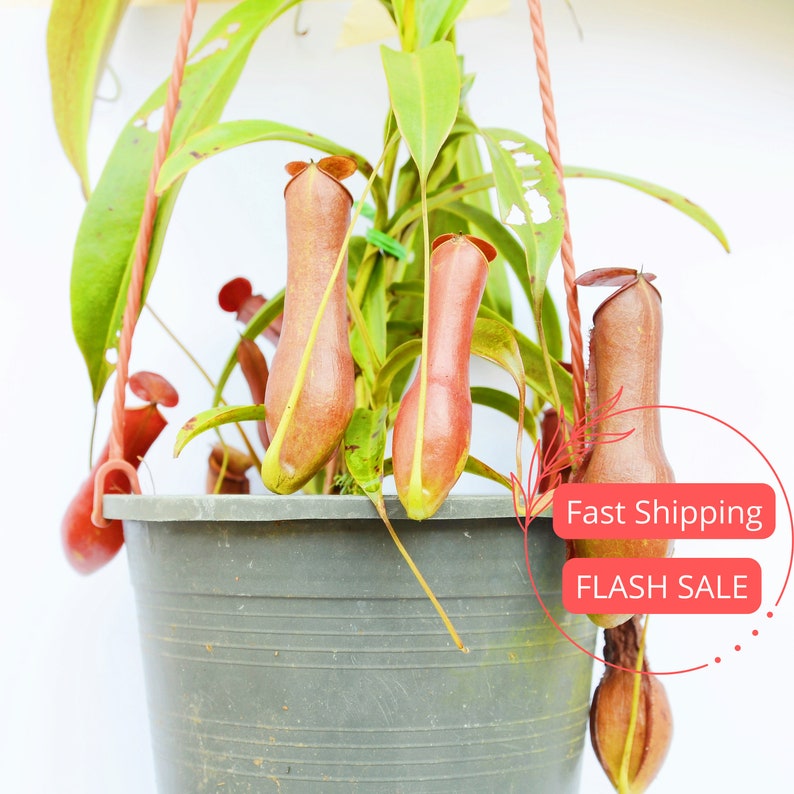 Nepenthes Alata Large Starter Plant | Rare Carnivorous Pitcher Plant | Indoor Bug-Eating House Plant | Nepenthes Alata