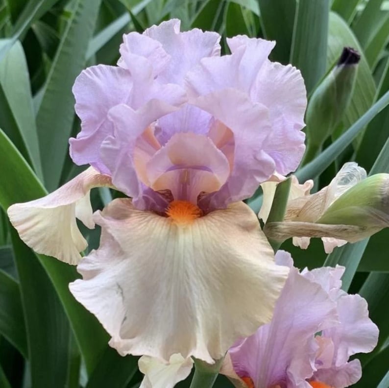 Tall Bearded Iris Rhizome - Enraptured Lavender, Apricot & Orange - Midseason Bloom - Iris germanica - Preorder Ships Sept 2025