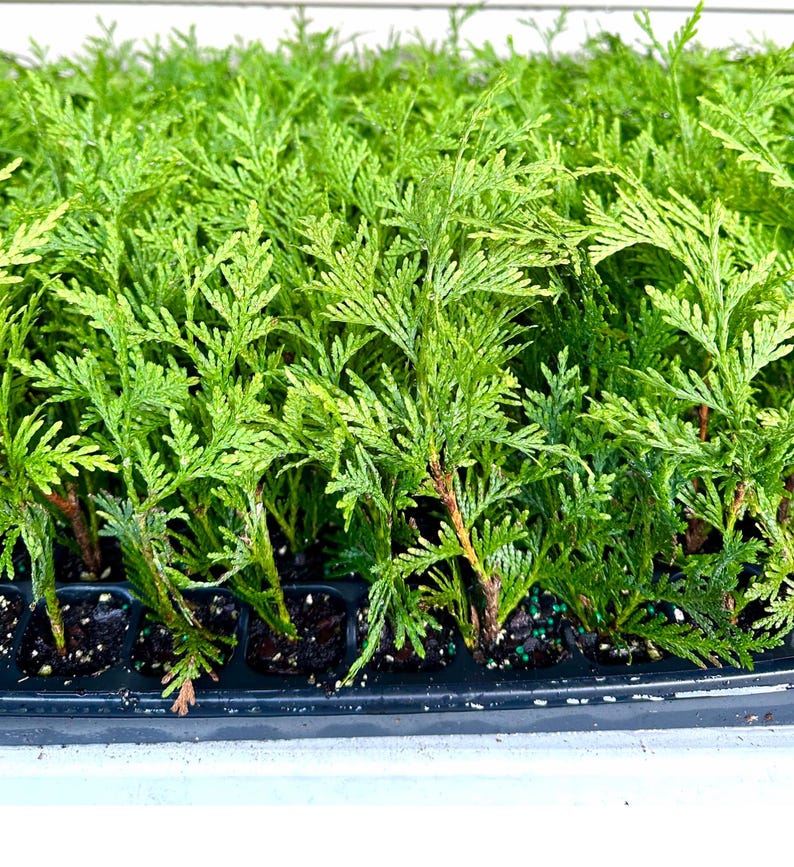 30 Green Giant Arborvitae Starter Plants | Thuja Plicata | Fast Growing Evergreen Privacy Hedge | Bareroot Landscape Trees