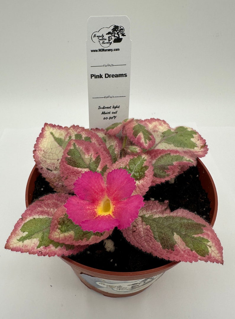 Episcia Plant - 4" Pink Dreams - Live Houseplant - Vibrant Blooms - Easy Care - Ideal for Indoor Gardening - Episcia spp.