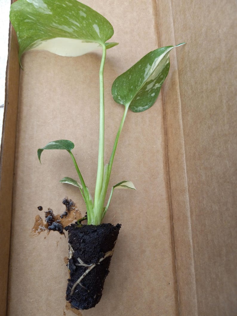 Monstera Thai Constellation Plant - 4-6 Inch Rare House Plant - Monstera Deliciosa - Eco-Friendly Shipping - Indoor Tropical Decor