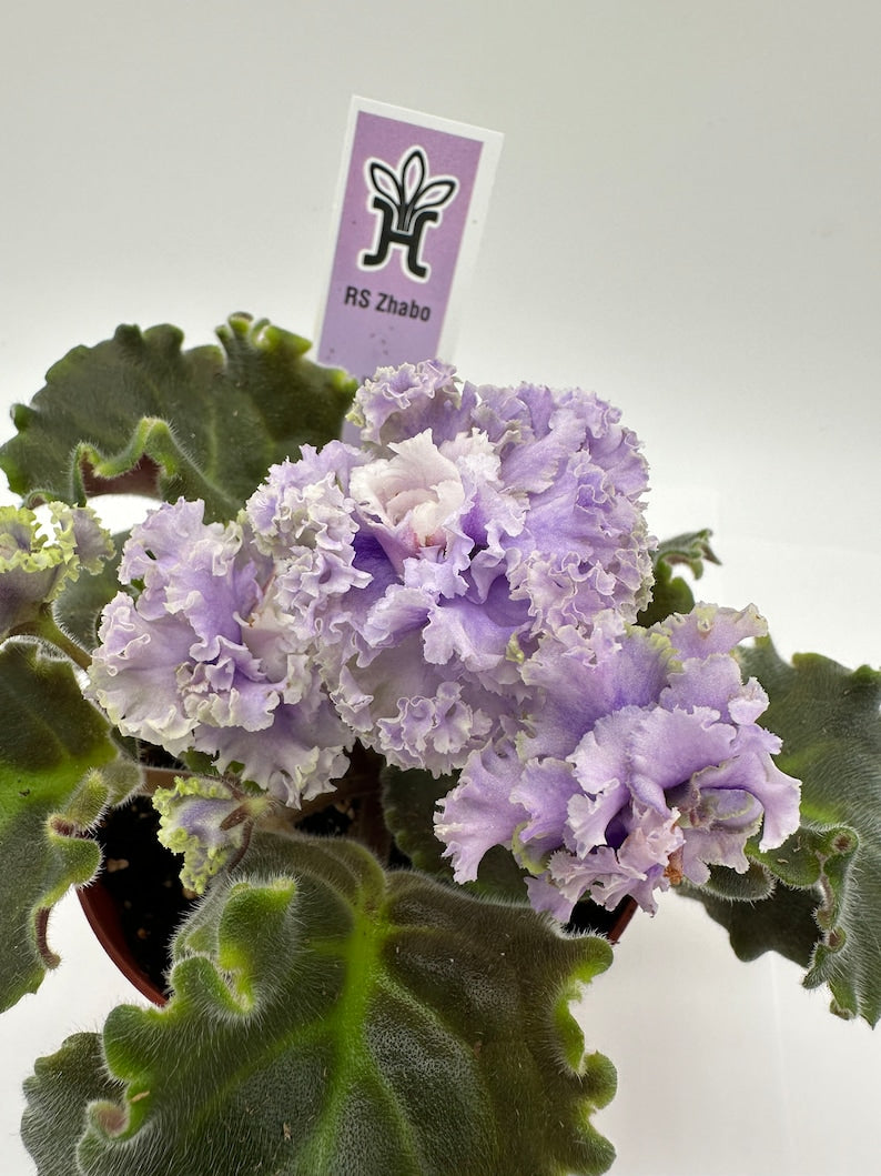 Live African Violet 4" Plant - RS Zhabo - Blooming Indoor Flower - Saintpaulia Ionantha