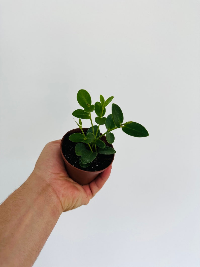 Hoya Plant in 3” Pot - Sweet Nectar Hoya Cumingiana - Rare, Bushy Shrub with Yellow and Purple Flowers - Live Indoor Plant