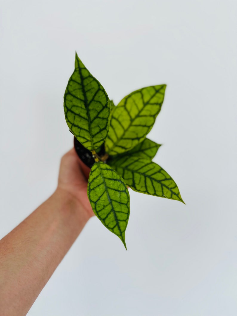 Hoya Plant 4” Pot Variegated Kalimantan UT-158 Crocodile Hoya (Hoya sp.) - Rare Collector's Veiny Foliage Plant