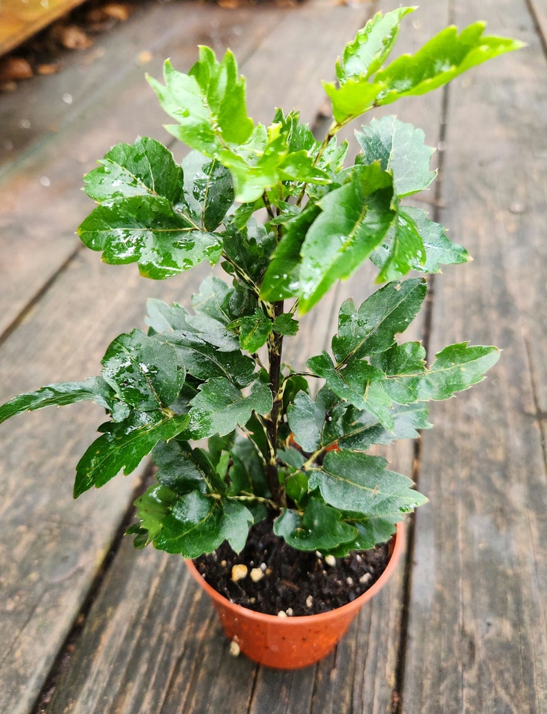 Olympia False Aralia Plant, 6 in, Plerandra elegantissima, Vibrant Green Foliage, Low-Maintenance Indoor Houseplant