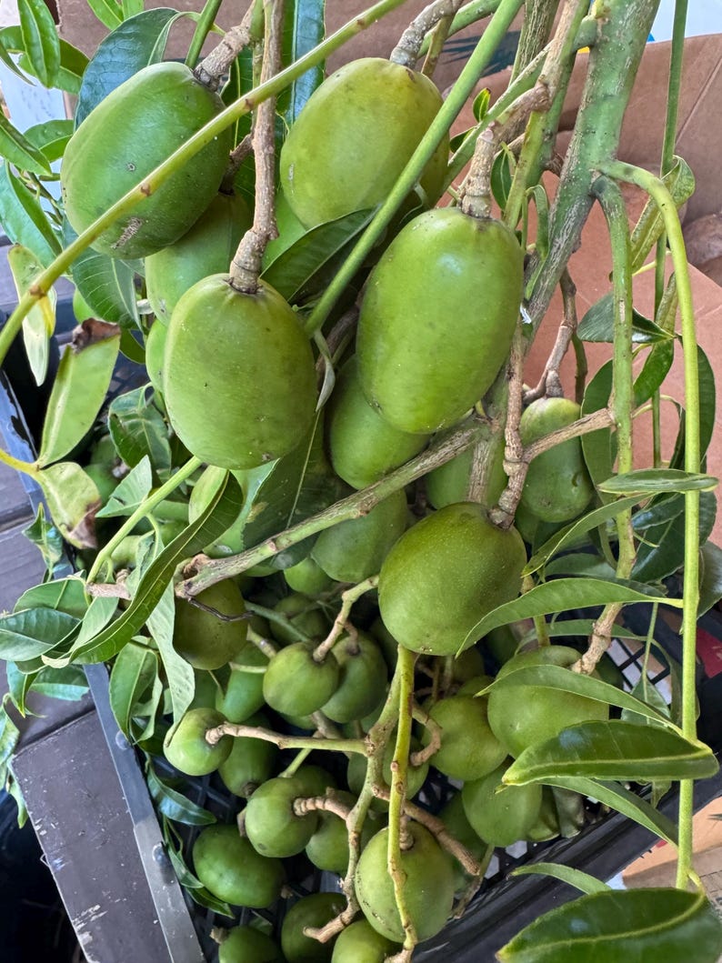 Fresh Thai June Plum Fruits 5 Pounds - Prunus javanica - Freshly Picked from Florida with Free Overnight Shipping