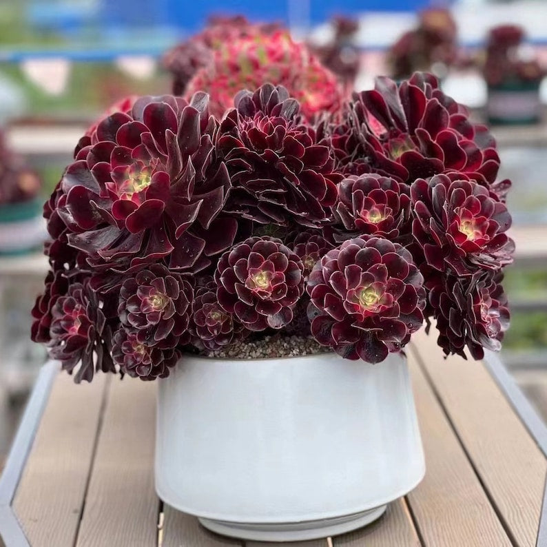 black purple succulent Black Rose Succulent | 1 Gallon | Aeonium Zwartkop | Deep Purple Leaves
