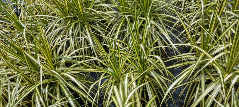 Dracaena Marginata Tricolor Plant - 12-18" Golden Dragon Tree - Easy Care Indoor Houseplant - Madagascar Plant