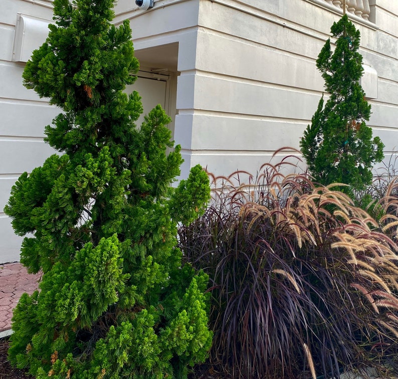 Hollywood Juniper Plant - Juniperus Chinensis Torulosa - Twisted Evergreen for Landscaping & Privacy, Deep Green Foliage