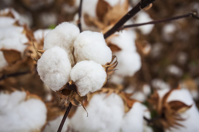 Pima Cotton Seeds 10 Pack - Gossypium barbadense - Hand Collected, Premium Quality Cotton Seed for Gardening