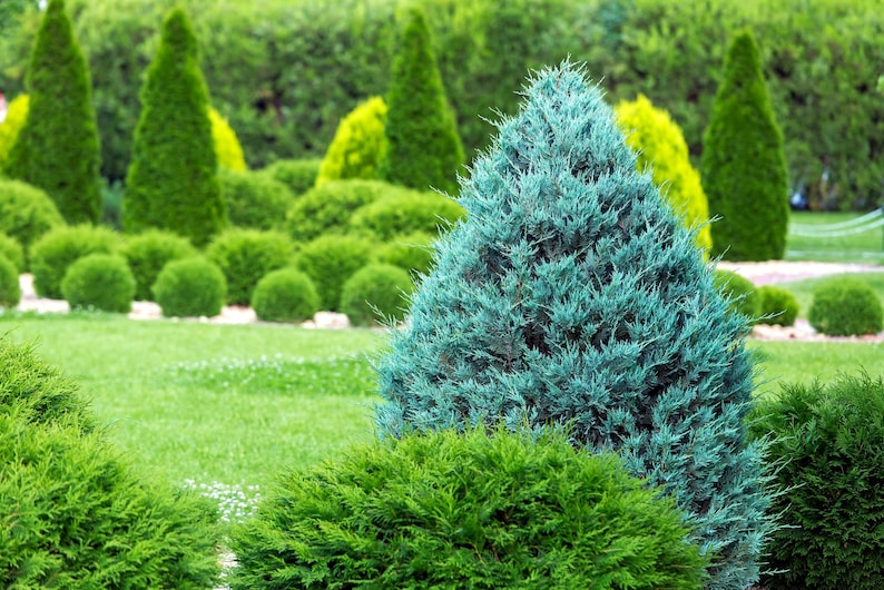 Moonglow Rocky Mountain Juniper Plant - Juniperus scopulorum 'Moonglow' - Silver-Blue Foliage for Privacy Screen or Accent