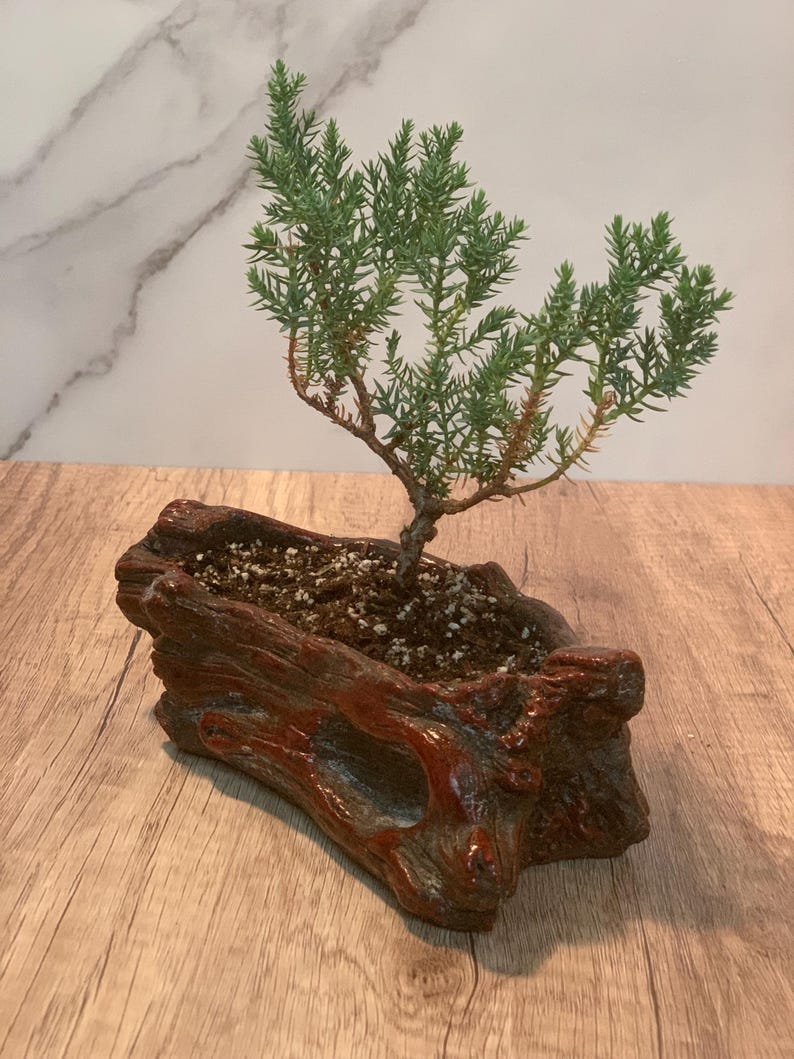 Cherry Red Ceramic Starter Bonsai - Juniper Procumbens Nana - 2-3 Years Old - Dwarf Pine for Outdoor Use