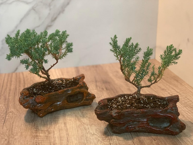 Bonsai Starter Kit - 2 Pack - Brown & Cherry Red Ceramic Pots - Juniper Procumbens Nana - Dwarf Pine Bonsai (2-3 Years)