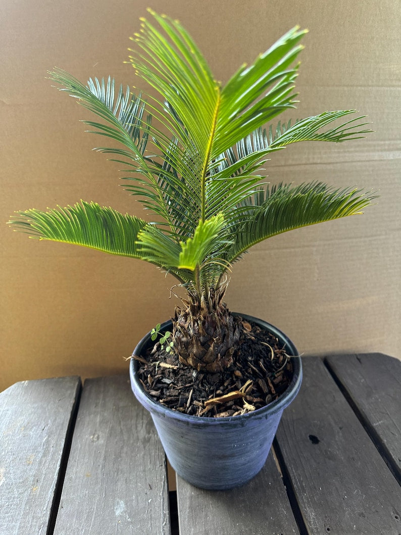 indoor outdoor tropical plants 2 Gallon Sago Palm Tree - Cycas revoluta